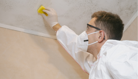 Tips for Identifying and Dealing with Mould in Commercial Premises